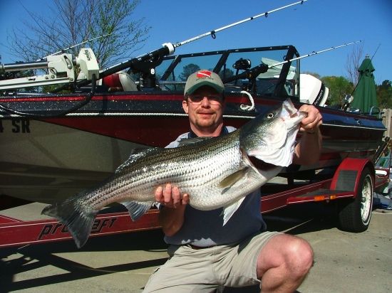 29.5lb, 40inch Striped Bass, Lake Lanier, 04/2005.  Coached cousin in with this fish on his first ever Striped Bass trip, first Striper caught in first hour.  My cousin thought it was hung on the bottom after fighting it for 15 minutes and he tightened the drag just as I yelled no, no, the fish lurched forward with my cousin diving forward with the fish while loosening the drag nearly impaling himself on the bow trolling motor.  Continuing emphatically coaching him to keep the pressure on the fish, he finally pulled it in screaming it's a shark (coming from Florida) when he first glimpsed the striper.  Could not fit it in my net and both of us nearly rolled out of the boat while grabbing each side of his mouth hauling the Striper into boat and the circle hook fell out of the Stripers mouth onto the deck!  I reinforced my coaching with 