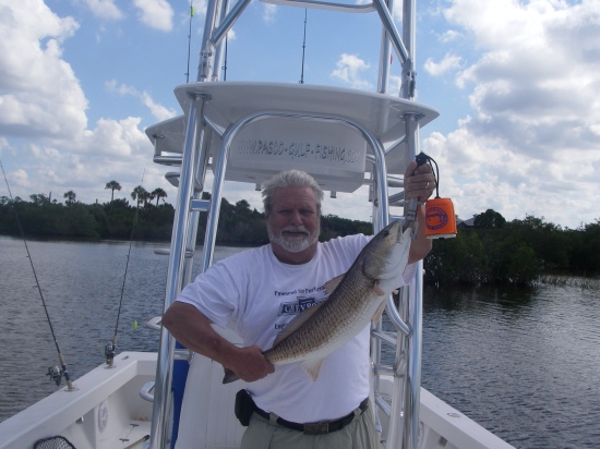 30in. - 9 lb. redfish taken off new port richey, florida with capt. randy schoneman of the barefoot bandit charter service out of hudson fl.   this is just one of many taken on a 4 hour charter. this was my first saltwater charter but not my last.