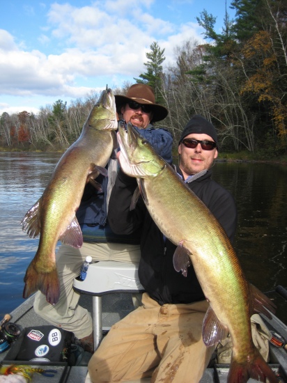 These two muskies were caught (and released ) on the Chippewa River in Northern Wisconsin.  The largest Musky caught was a 51