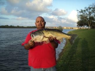 THIS LARGEMOUTH BASS 1S A 12.58 POUNDER 26 INC. AND WAS COUGHT BY MANNY DOMINGUEZ IN CUTLERBAY FLORIDA ON MARCH 8, 2011 @ 5:50 PM USING A BLACK WORM ON A SLOW RETRIVE. BASS WAS RELEASE ALIVE.