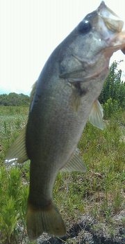 I caught this bass at my freinds house with a storebrand crankbait lure.The bass weighed about 3 and a half pounds!