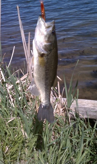 Walnut Creek, Papillion Nebraska. About 1 1/2 lbs. Biggest bass I have caught to date. I let it go, so he could get bigger in the coming years.