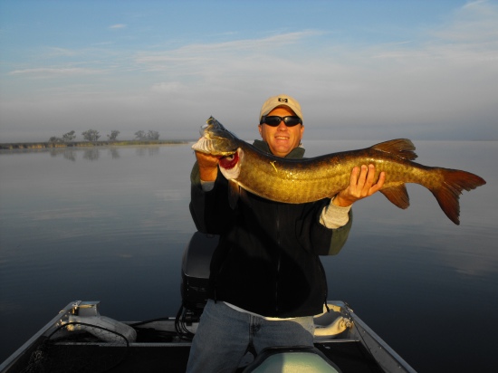 Muskie caught and released: Trent River,Percy Boom,Ontario Canada. O8/15/2008 Caught at sunrise,  17 lb. Trilene Xt .