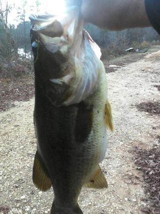 Caught near Roanoke Rapids, NC.   Nice widemouth?