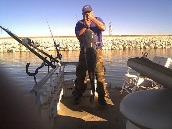 On 12/30/2008 I was on Lake Marion in Santee SC. Drift fishing for Catfish. Using Rod and Real Test line 20LB and Cut Shadas bait. Cought a Blue Catfish Weighing 65 LBS and 55