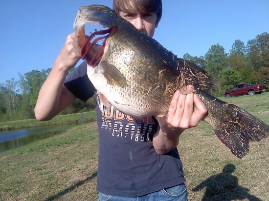 12 lb hog. caught on a black buzzbait in my pond on bed
