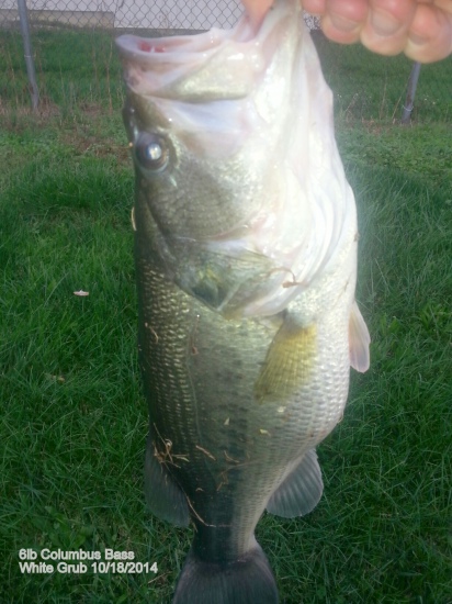 I caught this 6lber in central NJ on a White Fat Albert Grub. I was using a Shimano 6'6