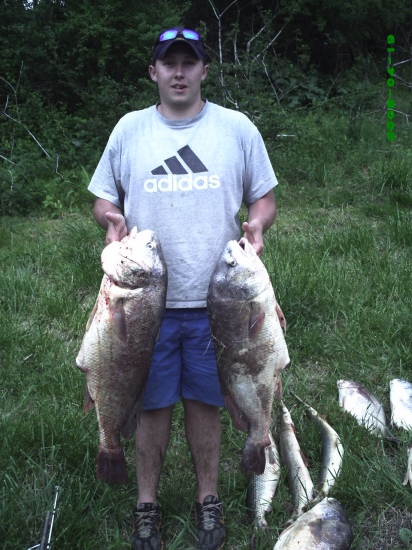 I CAUGHT THESE TWO DRUM, STRIPER FISHING AT NICKAJACK DAM. THEY BOTH WEIGHED OVER TWENTY POUNDS.(NEW HOPE,TN)