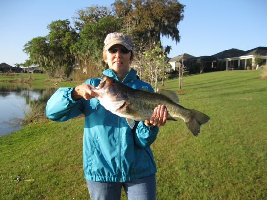 10 pound Large Mouth Bass caught in The Villages ponds, used a KVD 3'diver on slow retrieve.  Water temp was 66` on a clear April day