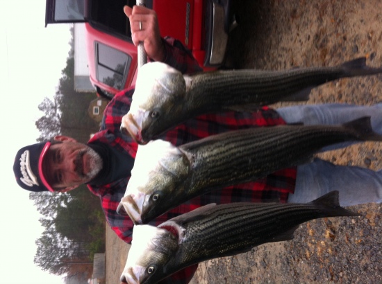 My husband Perry Barnhouse caught these on Lake Lanier in Georgia December 22 2014,  3 striped bass
