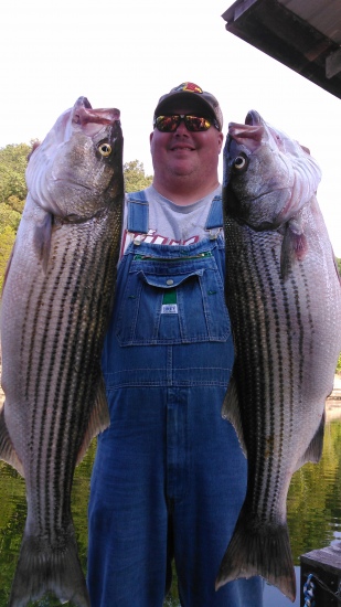 Caught these two stripe on lake cumberland ky this morning both were 30  inches and put up one heck of a fight .
