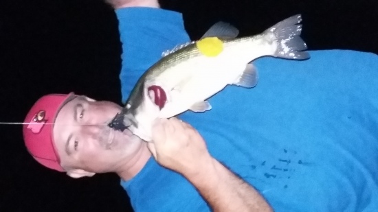Large Mouth Bass caught at Rough River Lake in KY on July 1, 2016