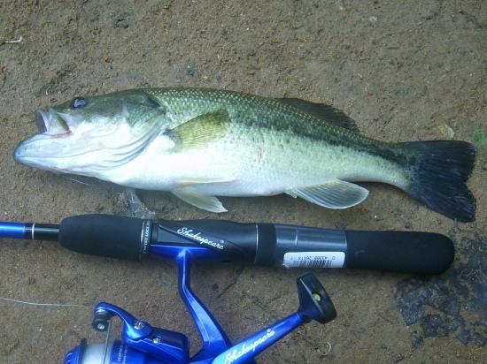Caught on 4/30/2009 @ 8:45 AM on Trace Creek on KY Lake using Shakespear Firebird combo rod and reel Rod-5'6