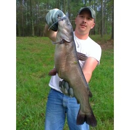 i cought thic cat in a small farm pond using a zebco 33p with live worms it weighed out at 12.6 lbs