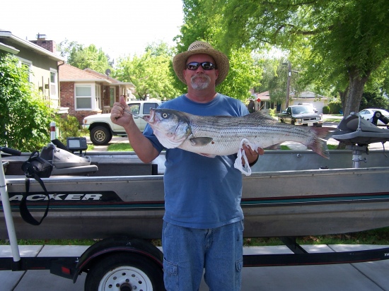 It was caught on Sacramento river a mile up from City of Sacramento CA. It weight 20 pounds. I was drifting with live jumbo minos in about 20 feet water.The water was staind temp was 53 degrees pc day light wind the fish was a male