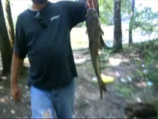 This is a 4 lbs.6 oz. Catfish caught in Madison Al. part of a backwater area of the Tenn. River. Bass will be sure to spawn in this area.