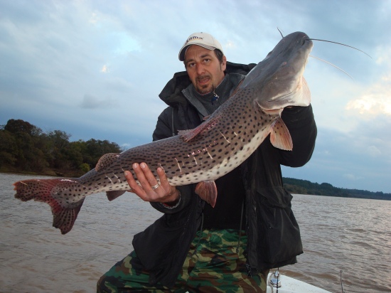 this is the bigest fish of the fresh water in the Uruguay river...It is a surubi of 16 Kg..(35 lb..)