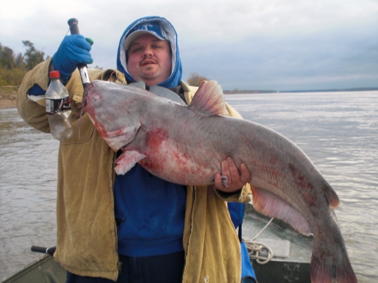 Caught this 35 lb. Blue cat on a Mississippi River trip a few counties North of Memphis with my friend Roger Willey.