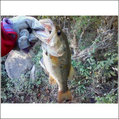 Nice largemouth bass caught on a rattle trap