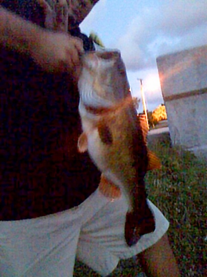 This Bass was caught on a popper at dusk under a bridge on lake Osborne in lakeworth,Fl. Did not have a scale but it was 7  lbs for sure. Sorry the photo is bad quality.. low light conditions using a iphone.