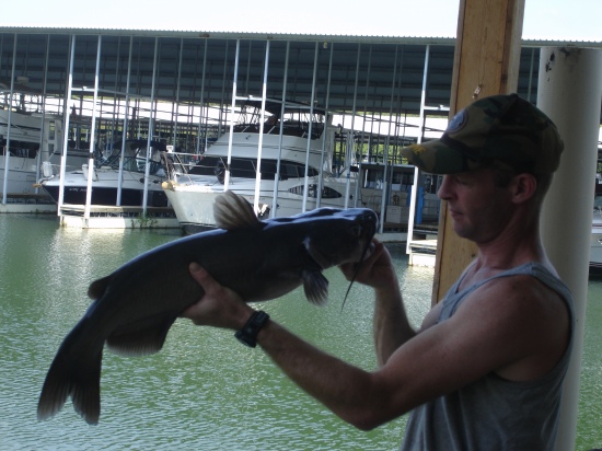 Thats How you catch a Cat on a flyrod. Tellico lake TN