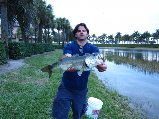 My second nice florida bass caught on a live shiner in ft.myers. Dang thing went straight for the weeds so it was a rather fun fight. It was jaw hooked thank Christ.