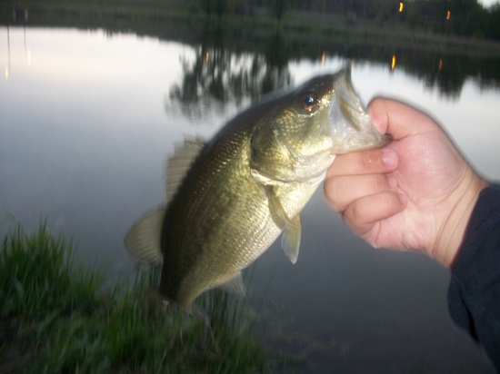i caught it with a spinner. a good small one to start the year