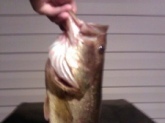 Weight: 5 pounds, 1 ounce Location: Small neighborhood pond in Myrtle Beach, SC. Date: June 22nd, 2012 Time: 8:30 p.m. EST Lure Used: Texas-rigged YUM soft plastic 5