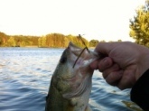caught this in Mogadore Reservoir in Ohio. weighed in at just over 2.5 lbs. Caught her on a Texas rigged plum colored 7.5