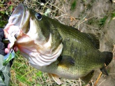 caught & released this largemouth oct 4th 2006 in snodgrass slough (sacramento co ca)...hit my homemade buzz bait & gave an excellent fight...fish weighed 9.25#