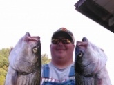Caught these two stripe on lake cumberland ky this morning both were 30  inches and put up one heck of a fight .