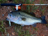 Caught a heck of a bass - 22 inches- on a Bill Dance Zebco Crappie spincaster ultralight with a Bill Dance popper (Heddon Pop'n Image Topwater Lure Baby Bass 005).   It was a beaut and put up a great fight on the ultralight just as the sun went down. Made for an excellent memory.  Thank you Bill!