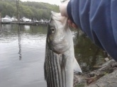 housatonic River about 10lbs got it on a medium pole with 6lb test using sandworms
