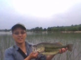 I caught this 19inch largemouth bass with a scum poppen frog all yellow, this baby was on the egde of the cat tails on George lake, MN