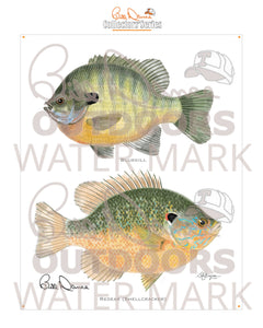 "Bluegill & Redear" Collectors' Series Art Print (16x20)