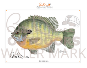 "Bluegill" Collectors' Series Art Print (11x14)