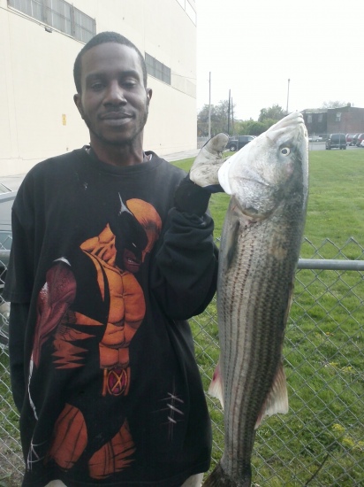 Caught in chester Pa. down by ppl  park in delware river 38 and half inches. caught with blood worms. sat april 14 2012.