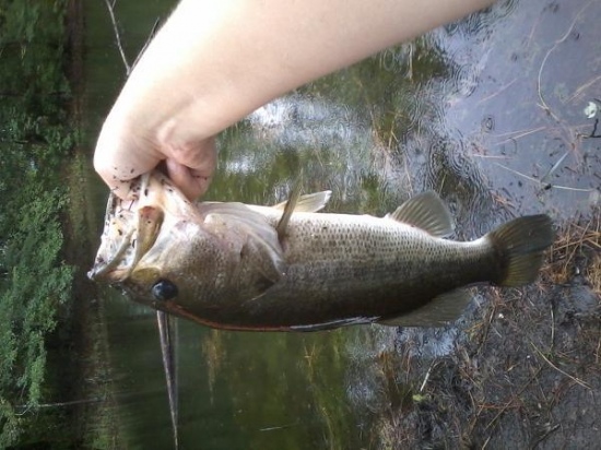 Caught this bass in a small pond in boiling spring lakes. it weighed 6 pounds and measured 18 inches