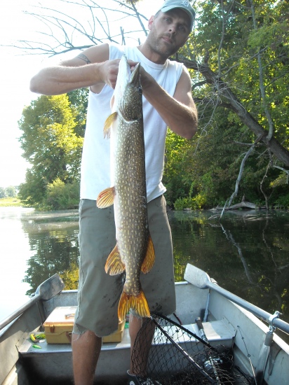 42 inch northern pike caught in a little creek in Michigan