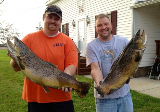 Lake Ontario stream run brown trout from the Fall of 2012. The brown on the left was 33 inches 21 pound and the fish on the right 33 inches 23 pounds.