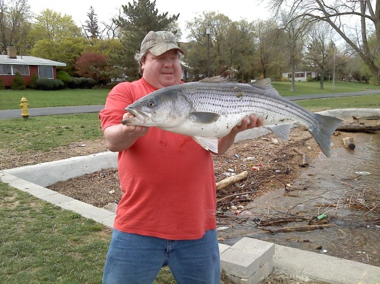 caught on Delaware river, Riverton, NJ. April 19th 2013. striped bass, 36 inches 22lbs.