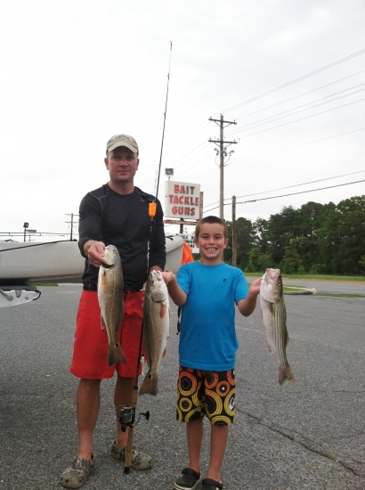 After watching Mr. Dance catch redfish in LA on a popping cork, my son and I decided to try using the popping cork with a mud minnow for stripers in southern MD on the Chesapeake Bay.  The striper hit the rig very well and we also caught several redfish.  Sincerely, Johnnie