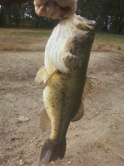 10/8/2013 Farm Pond Bass  I caught this 6lb Bass on a Watermelon w/Red & Black Flakes Senko. I was using a 6'6