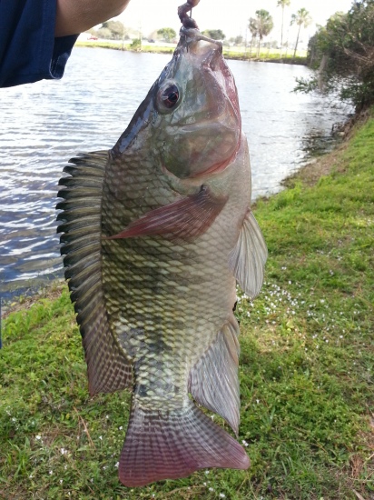 Caught in pond  from run off canal in Wellington , Florida, nightcrawler, about a pound?.?, bill could you inform me on what species of fish this is. Thanks, love your show..