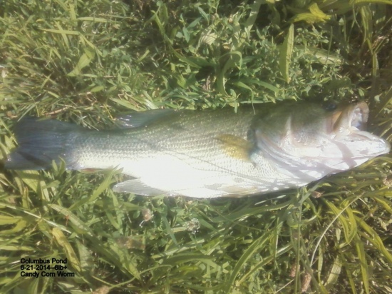 Caught this 6lb   Bass on a 5