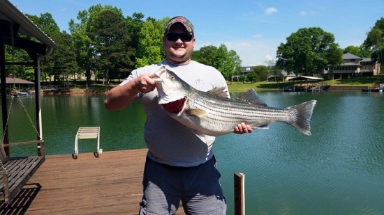 Striper caught in Hartwell Lake, Georgia side on free line shiner. 29lb 7oz