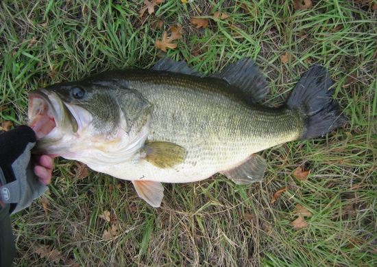 caught & released this trophy largemouth in snodgrass slough (sacramento co ca)...hit a yum craw & jig & weighed 10.56#...
