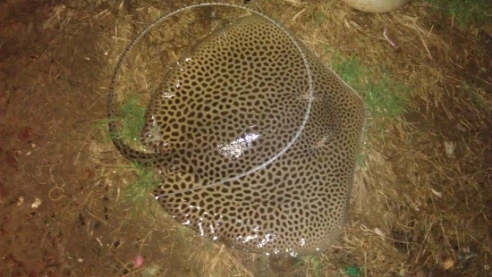 Bentota river in srilanka 5kg ray fish