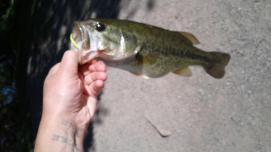I caught this largemouth at Bozeman pond in Bozeman, MT. I caught it using a chartreuse topwater buzzbait. This fish weighed approximately 3 lbs.