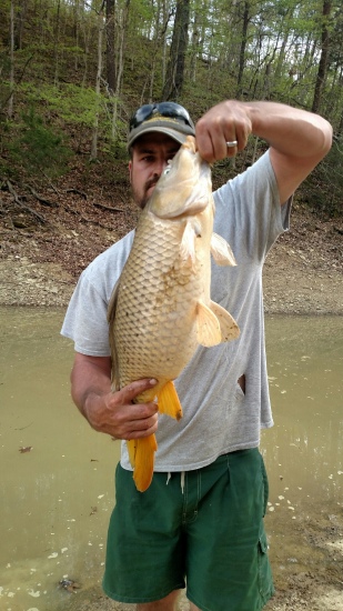 I was fishing for Blue Gill with very light tackle with 6 pound test line,not sure the weight of this carp but it was wild trying to land him on light action tackle made for Blue Gill, this was caught at lake Douglas tenn